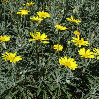 euryops_ pectinatus